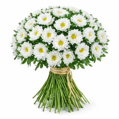 Астра белая