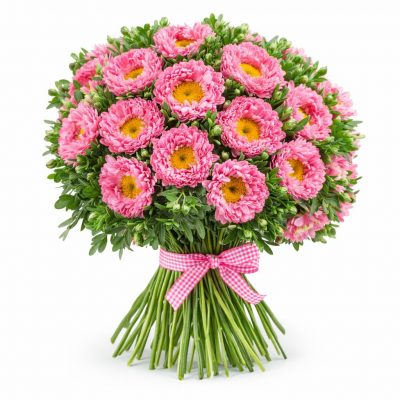 Астра розовая