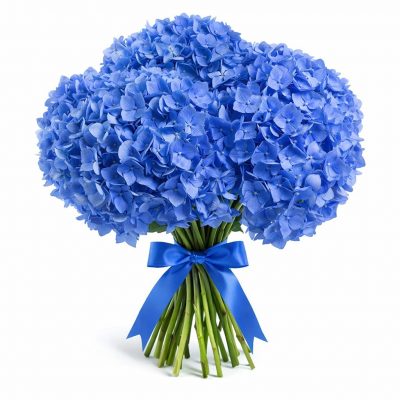 Гортензия синяя